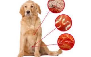 Симптомы и признаки наличия глистов у собак