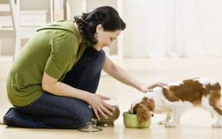 Запор у собаки: как помочь питомцу?