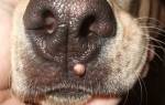 Бородавки у собак — причины и 6 способов выведения