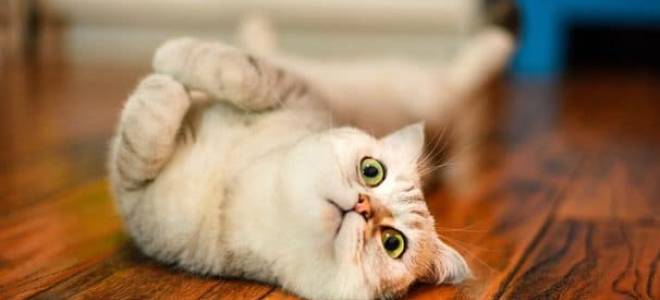 Почему не приживаются коты в доме