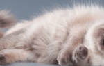 Невская маскарадная порода кошек: бриллиант отечественной фелинологии