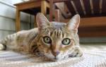 Азинокс для кошек обзор препарата