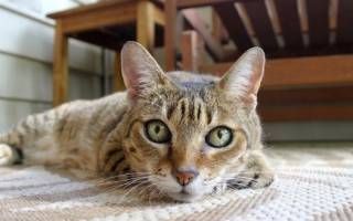 Азинокс для кошек обзор препарата