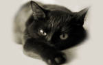 Чрные кошки мистические и обаятельные