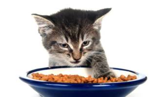 Котнок не ест сухой корм