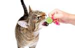 Питание котят пищевой режим и полезный рацион