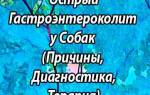 Гастроэнтероколит у собак: методы диагностирования, симптомы и лечение