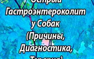 Гастроэнтероколит у собак: методы диагностирования, симптомы и лечение