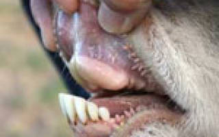 Зубы у коровы строение и смена зубов