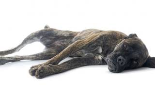 Туберкулез у собак: симптомы, терапия и риск передачи человеку