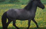 Карликовая лошадь стоимость внешний вид