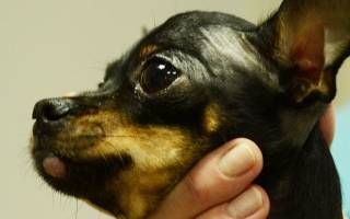 Гистиоцитома у собак: симптомы, проявления, лечение