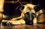 Глюкозамин – восстанавливает хрящевую ткань у собак