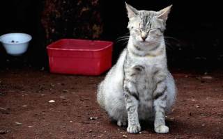 Вздутие желудка и живота у кошки