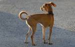 Дистрофия у собак: разбираемся в видах и причинах недуга