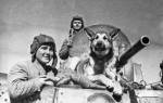 Собаки во время Великой отечественной войны: четвероногие герои победы