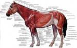 Анатомическое строение лошади