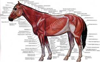 Анатомическое строение лошади