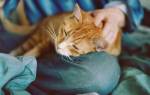 Гастрит у кошек: симптомы, лечение и профилактика
