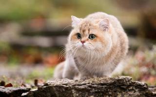 Британские персиковые кошки особенности