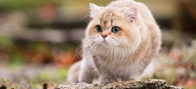 Британские персиковые кошки особенности