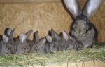 Как сделать родильный ящик для кроликов