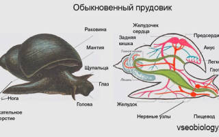 Брюхоногие моллюски строение и развитие