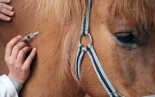 Грипп лошадей вакцина против гриппа