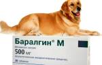 Баралгин для собак: описание препарата и его применение