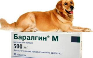 Баралгин для собак: описание препарата и его применение