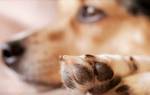Почему собака грызет когти: причины психологические и физические