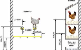 Стайка для кур своими руками инструкция