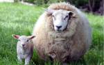 Разведение овец и баранов как бизнес