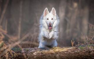 Разрыв связок у собаки: причины, виды и первая помощь