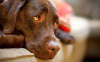 Эндометрит у собаки: симптомы и лечение