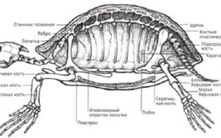 Как устроена черепаха внутри: фото