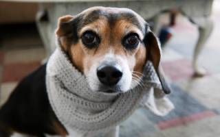 Простуда у собаки: симптомы и лечение