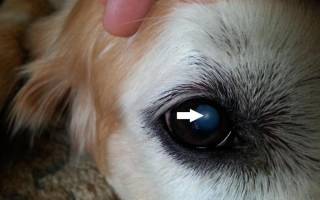 Бельмо на глазу у собаки: причины, диагностика и лечение