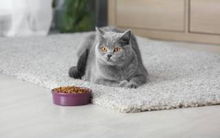Как действуют лечебные корма для кошек