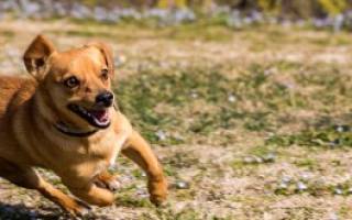 Глисты в кале у собаки: что делать, чем лечить?