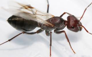Какие бывают клички для домашнего муравьеда