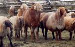Эдильбаевская порода овец в Казахстане