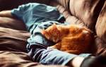 Почему кошки спят в ногах у хозяина