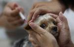 Прививка от бешенства собаке может спасти жизнь питомца