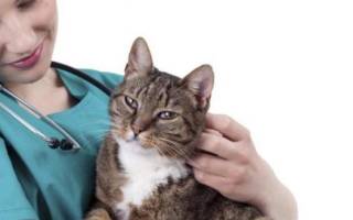 Подкожный клещ у кошек симптомы и лечение