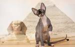 Египетские клички для кошек и котов