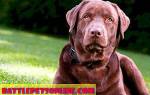 Межпальцевая киста у собаки: симптомы, диагностика, лечение