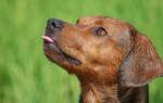 Аскариды у собак: признаки заражения, диагностика и лечение