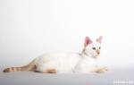 Тайская кошка окрасы