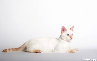 Тайская кошка окрасы